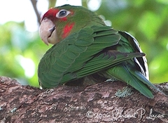 Mitred Parakeet